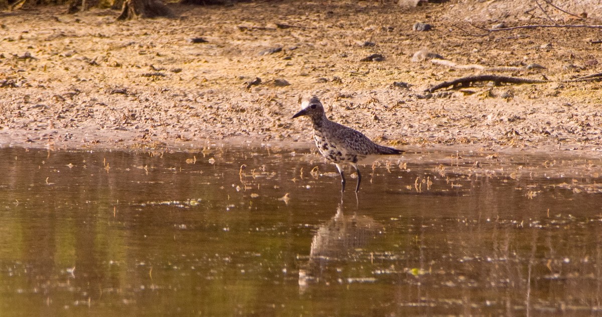 Black-bellied Plover - Georgy Schnipper