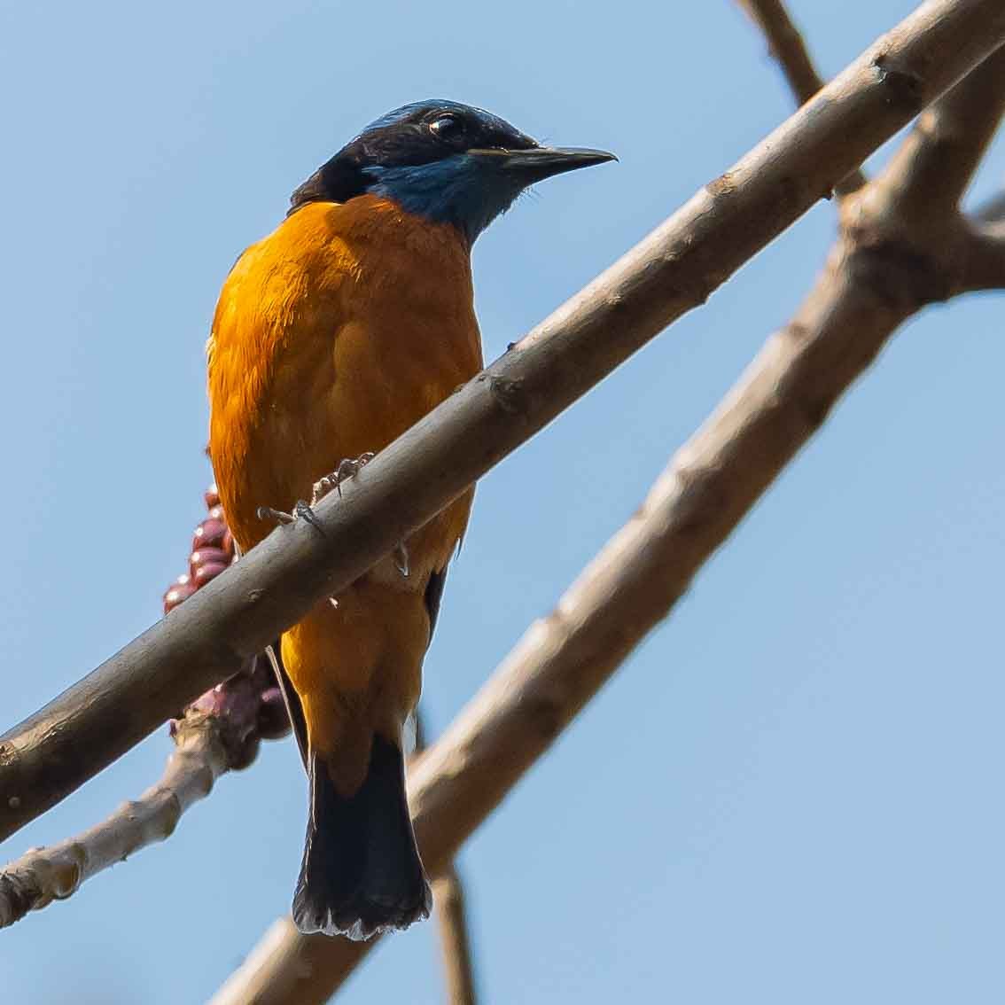 Blue-capped Rock-Thrush - ML619389016