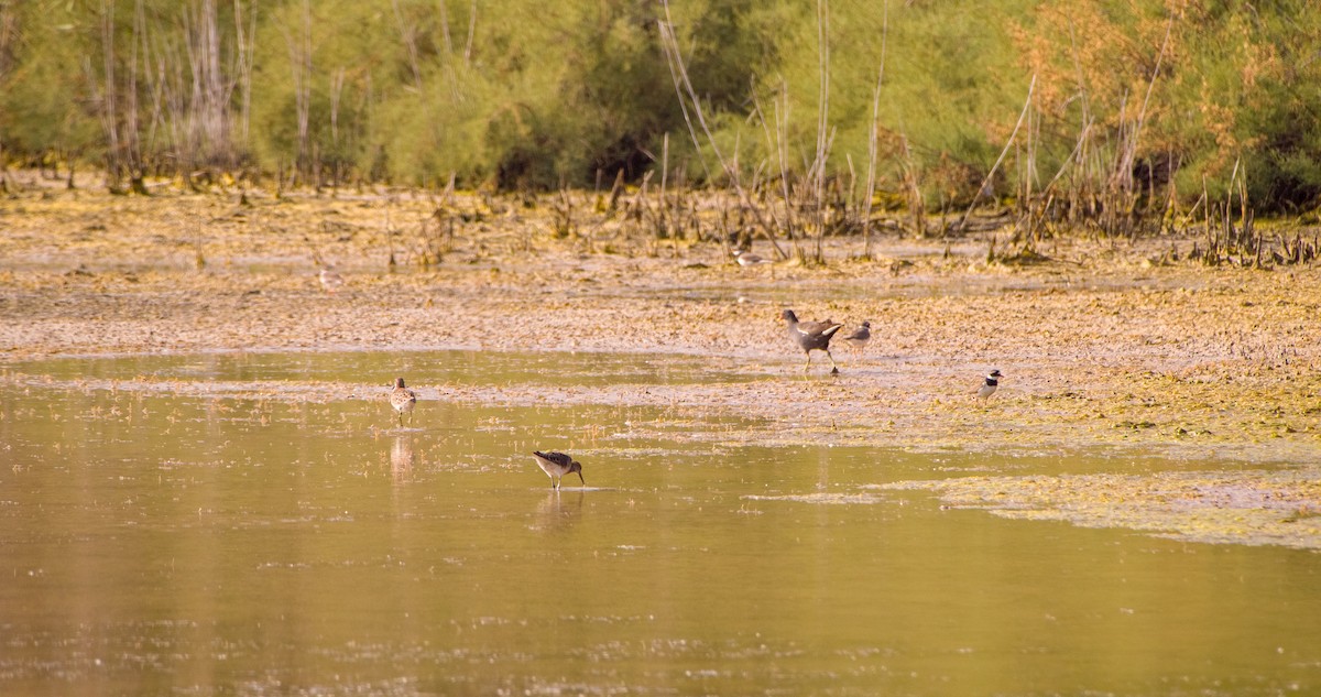 Eurasian Moorhen - Georgy Schnipper