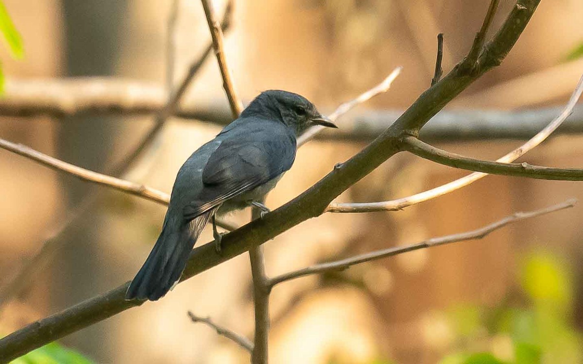 Black-winged Cuckooshrike - Jean-Louis  Carlo