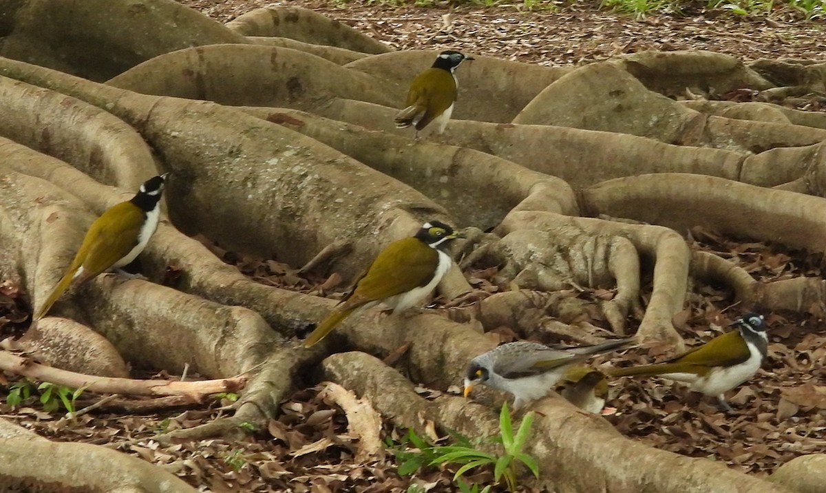 Blue-faced Honeyeater - ML619389027