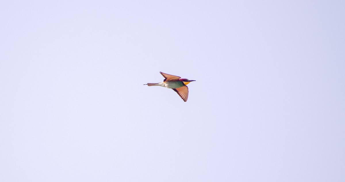 European Bee-eater - Georgy Schnipper