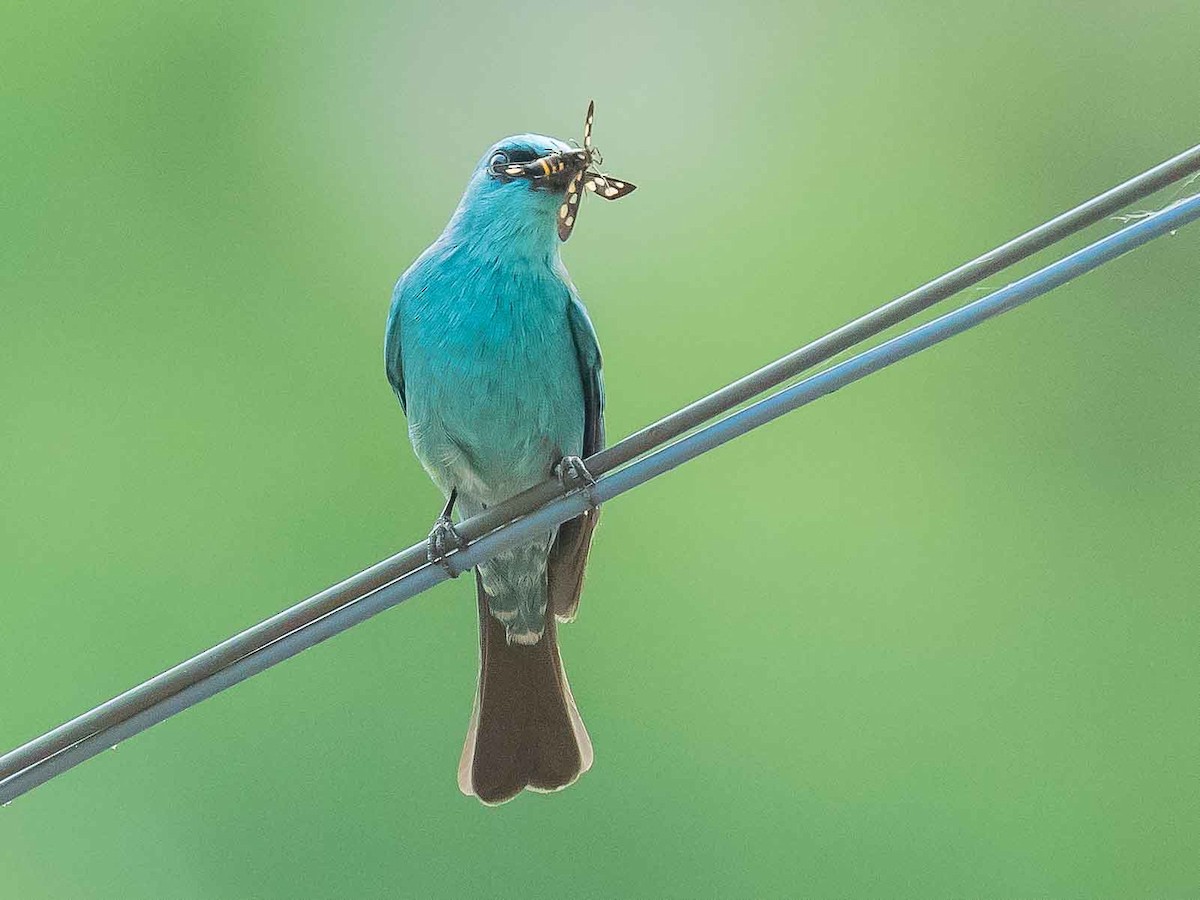 Verditer Flycatcher - Jean-Louis  Carlo