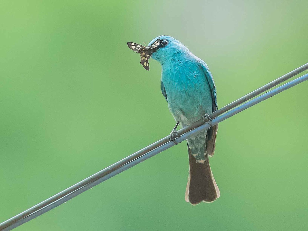 Verditer Flycatcher - Jean-Louis  Carlo