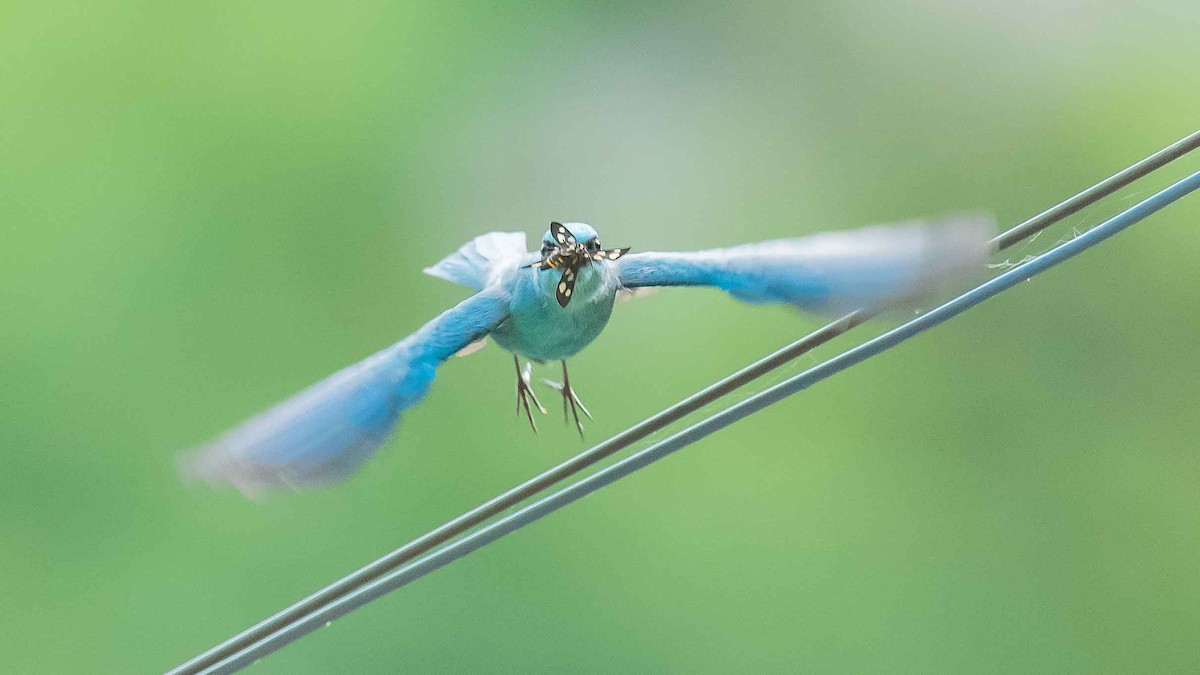 Verditer Flycatcher - Jean-Louis  Carlo