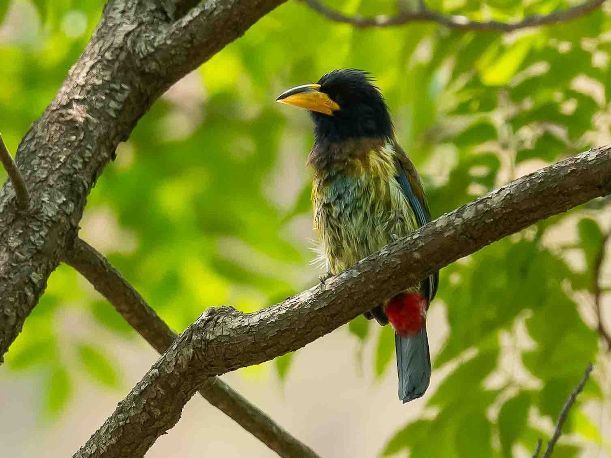 Great Barbet - ML619389047