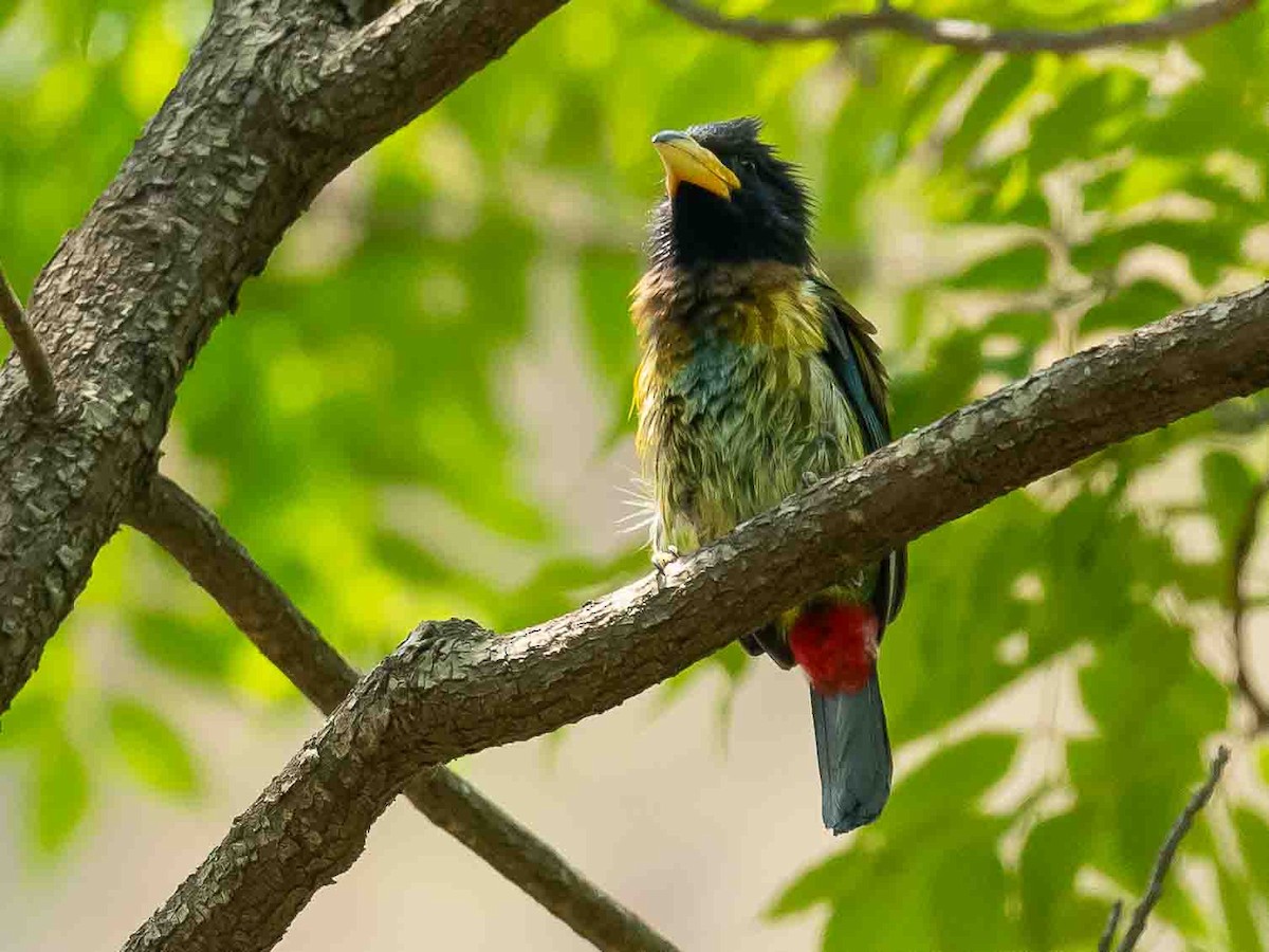 Great Barbet - ML619389048