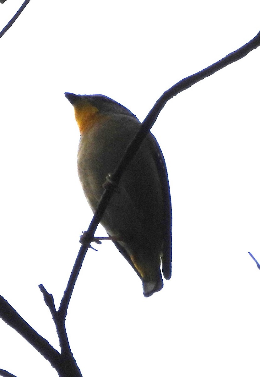 Striated Pardalote - Suzanne Foley