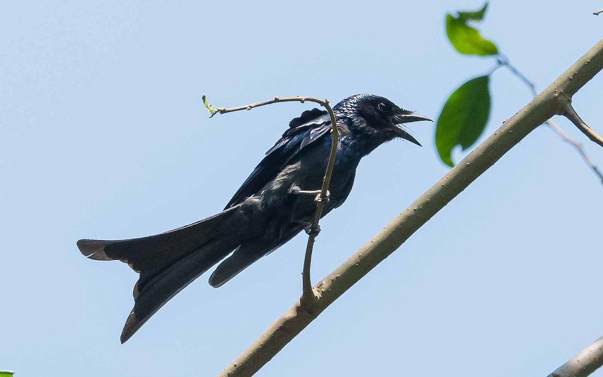 Ashy Drongo - Jean-Louis  Carlo