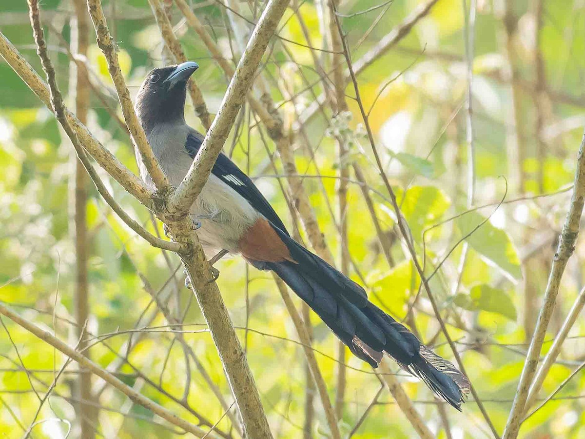 Gray Treepie - Jean-Louis  Carlo