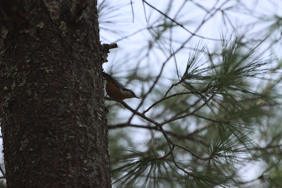 Red-breasted Nuthatch - ML619389076