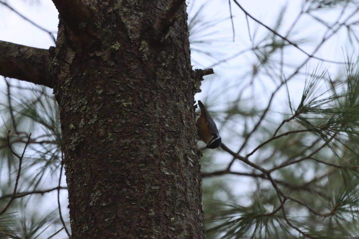 Red-breasted Nuthatch - ML619389077