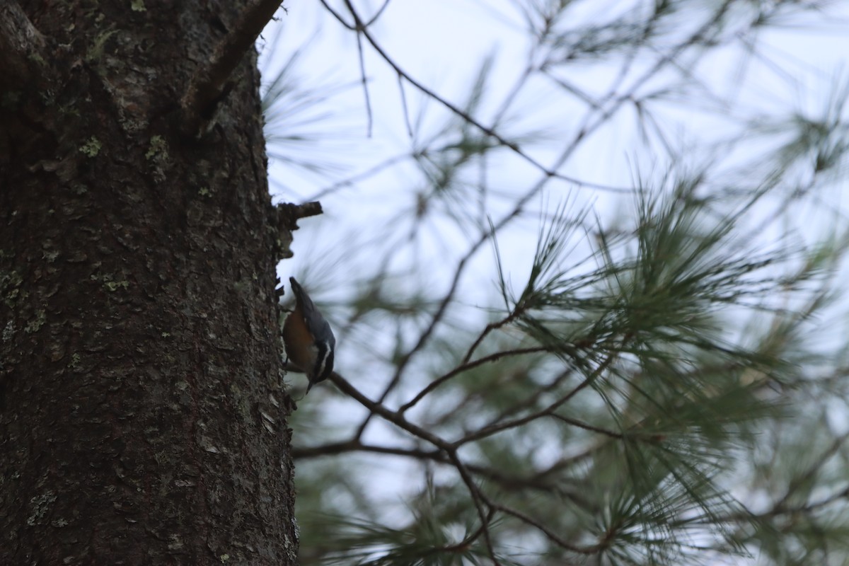 Red-breasted Nuthatch - ML619389079
