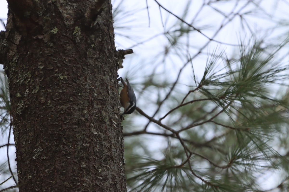 Red-breasted Nuthatch - ML619389080