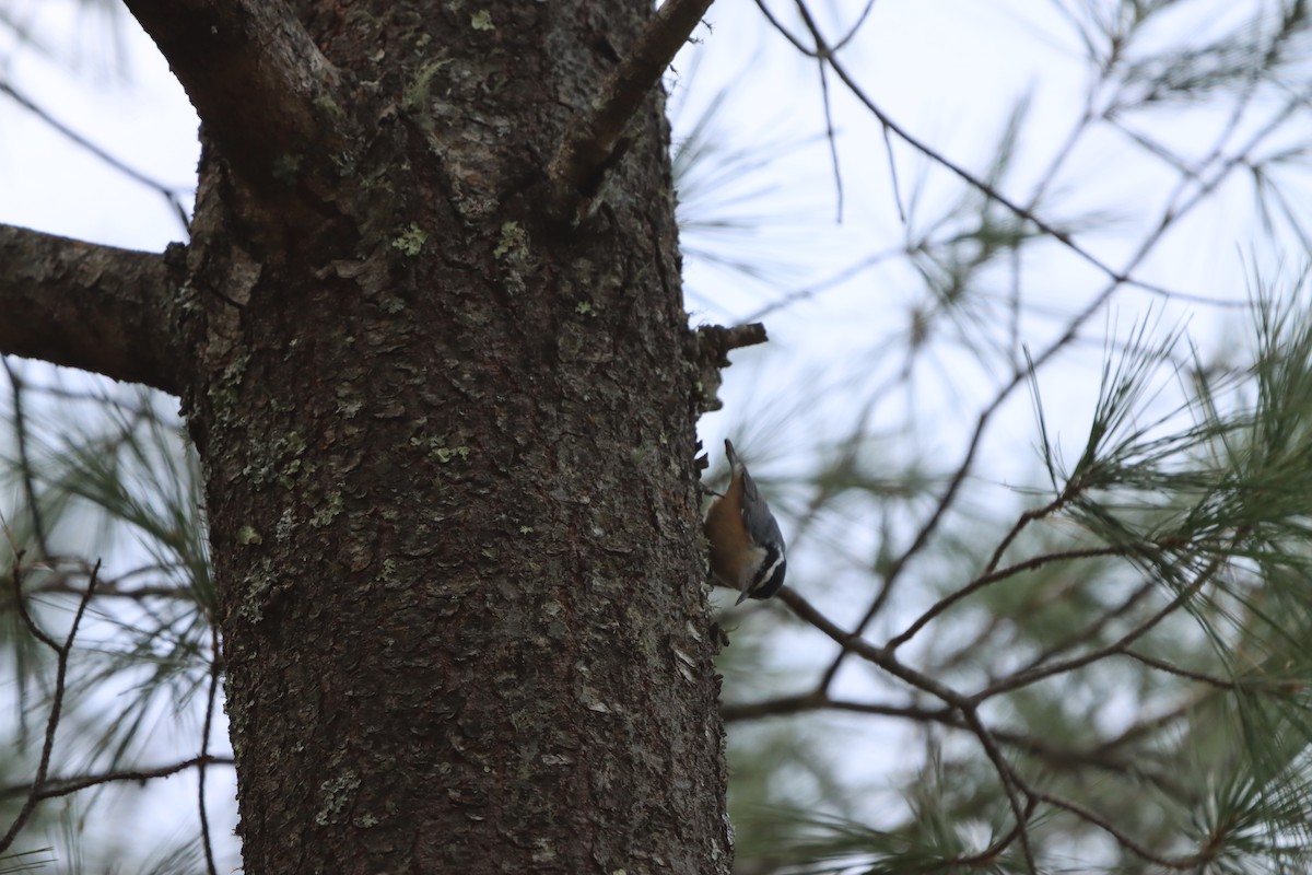 Red-breasted Nuthatch - ML619389081