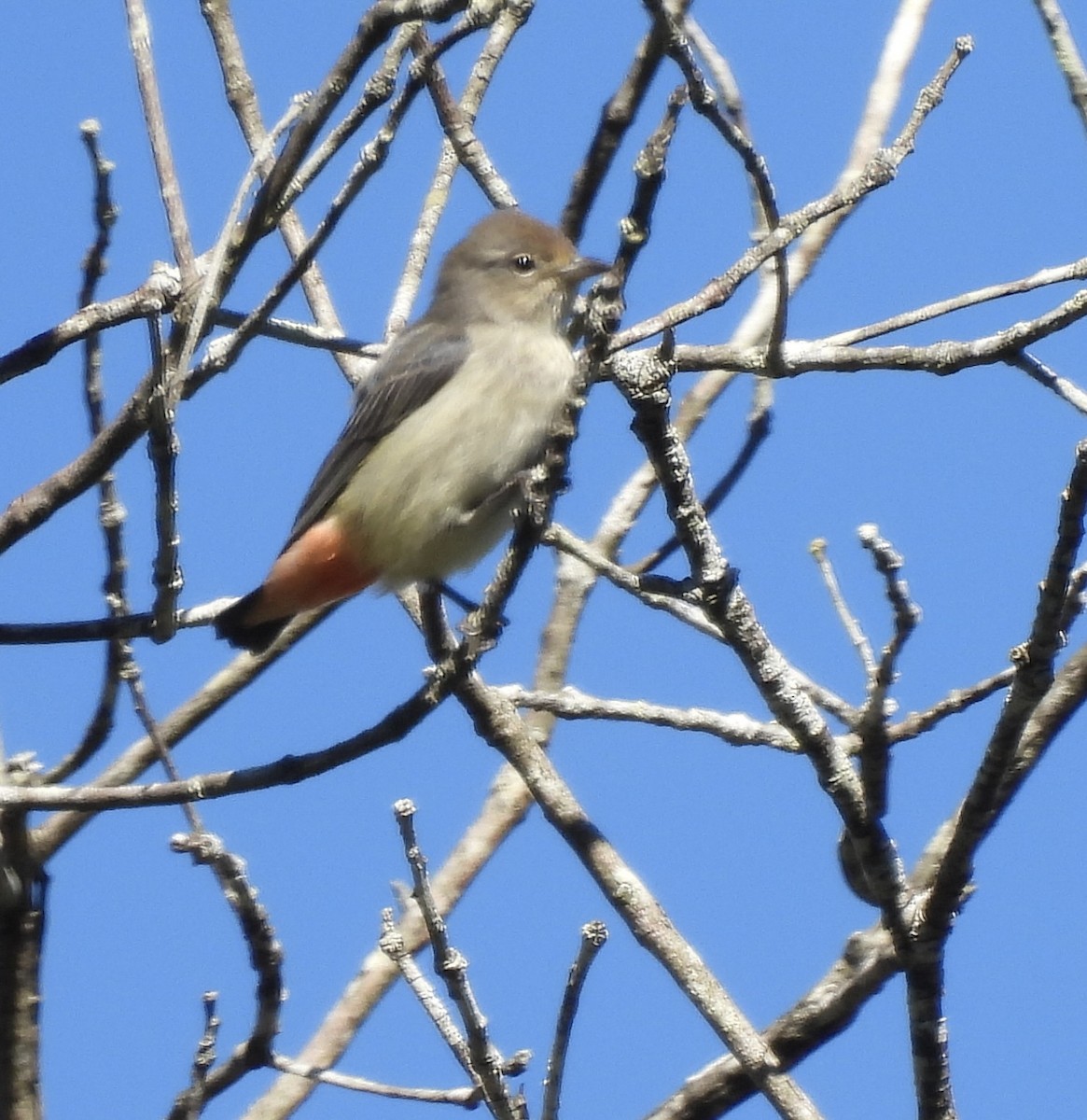 Mistletoebird - Maylene McLeod