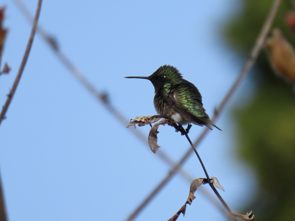 Ruby-throated Hummingbird - Chris Morrison