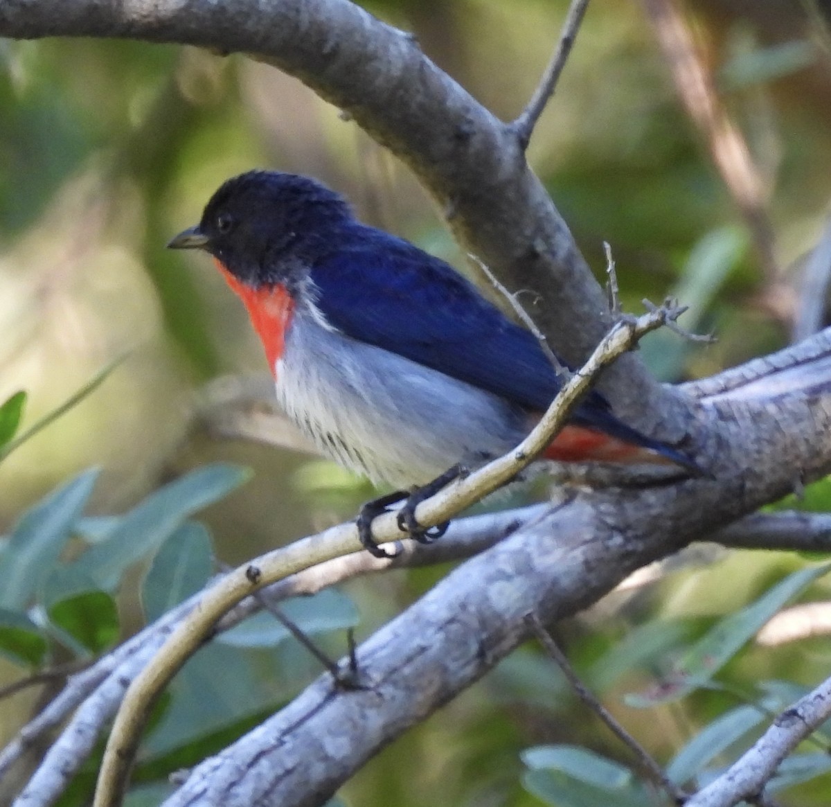 Mistletoebird - ML619389089