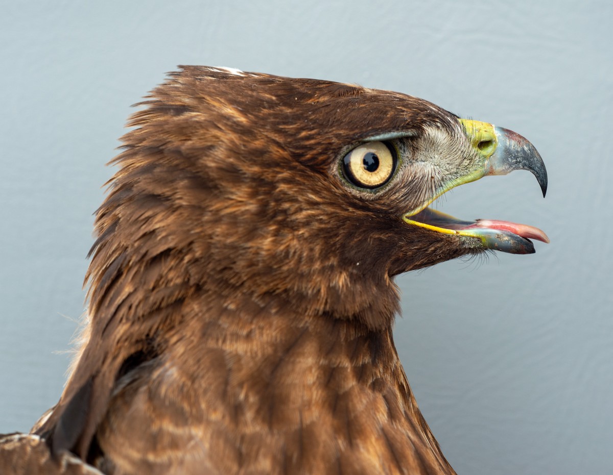 Red-tailed Hawk (calurus/abieticola) - Nick Alioto