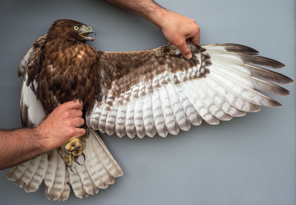 Red-tailed Hawk (calurus/abieticola) - ML619389093