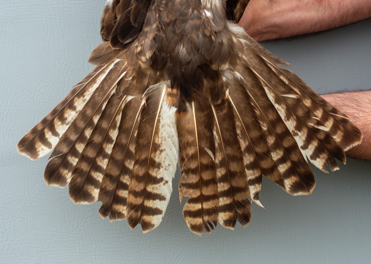 Red-tailed Hawk (calurus/abieticola) - ML619389094