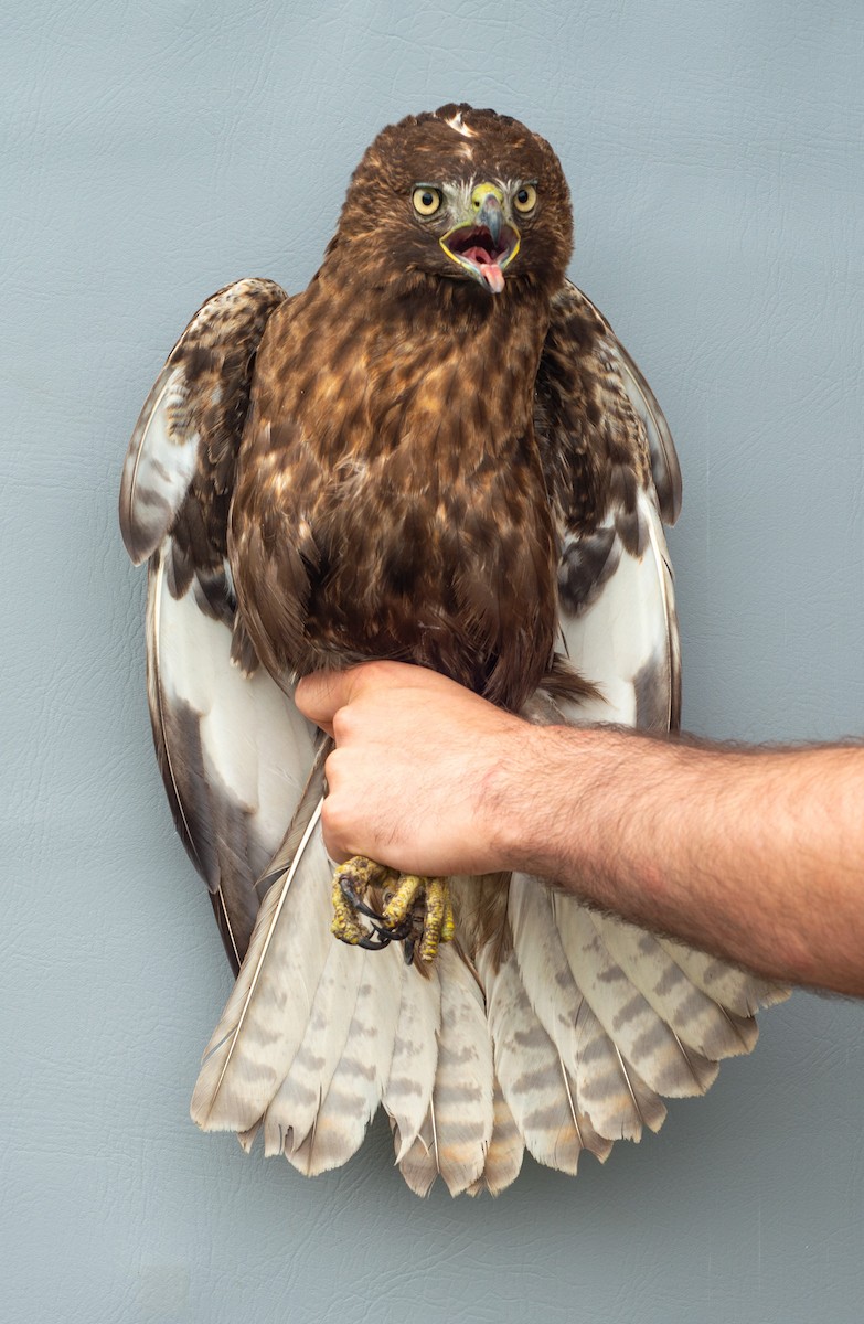 Red-tailed Hawk (calurus/abieticola) - ML619389095