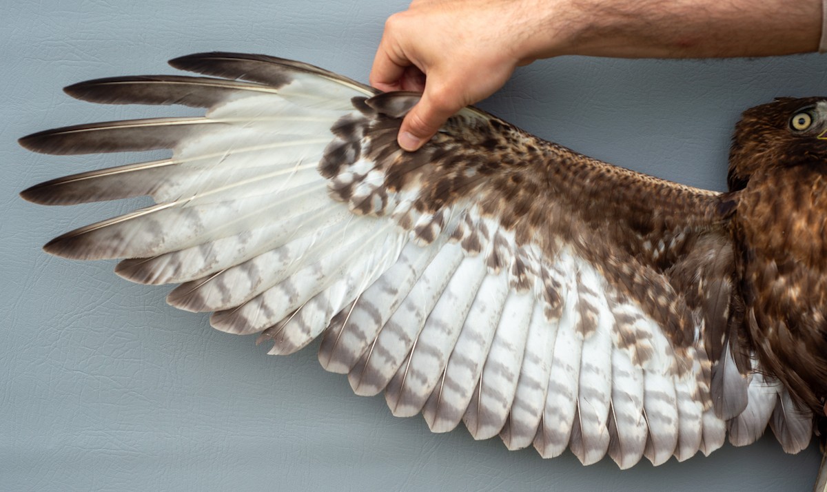 Red-tailed Hawk (calurus/abieticola) - ML619389096