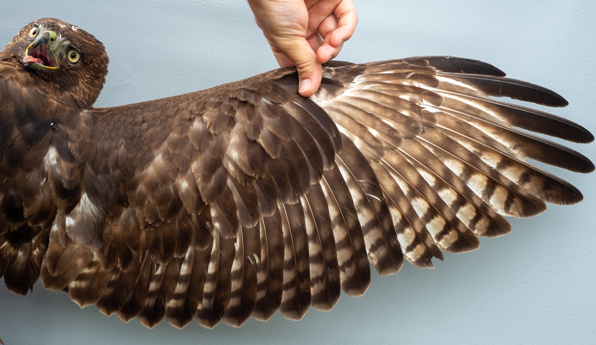 Red-tailed Hawk (calurus/abieticola) - ML619389097
