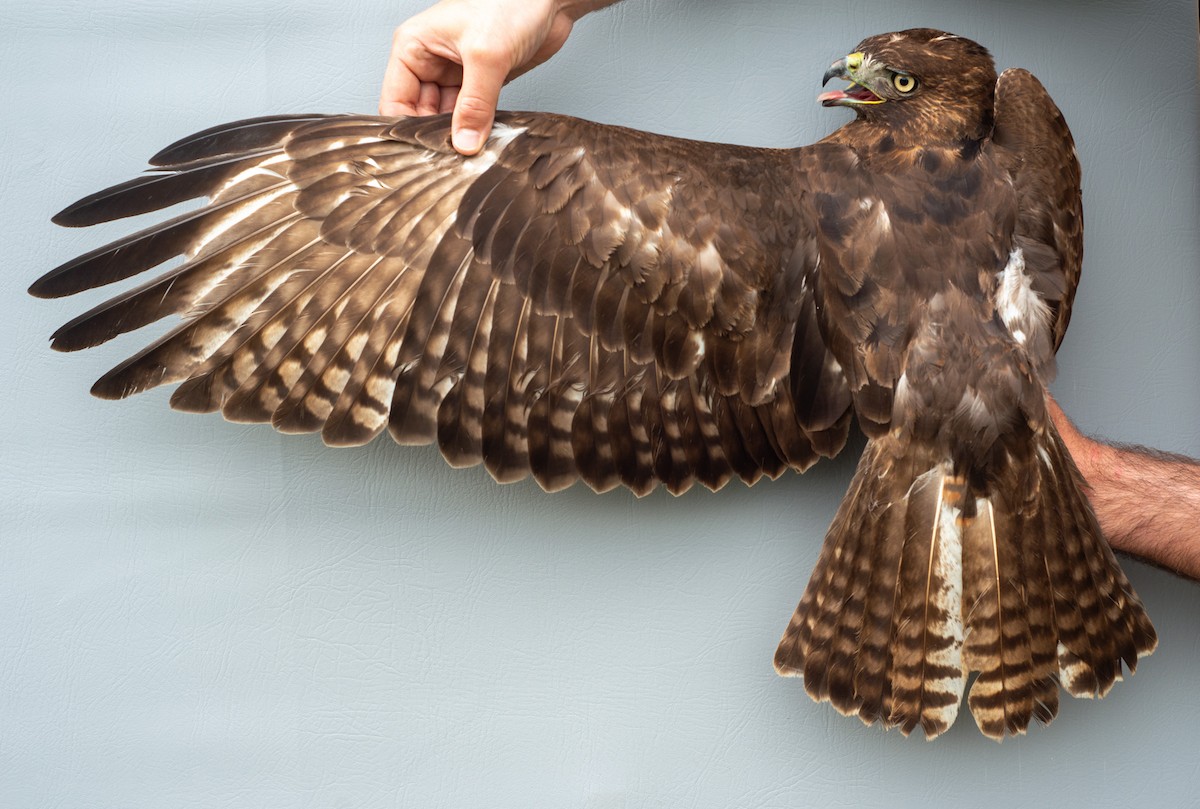 Red-tailed Hawk (calurus/abieticola) - ML619389098