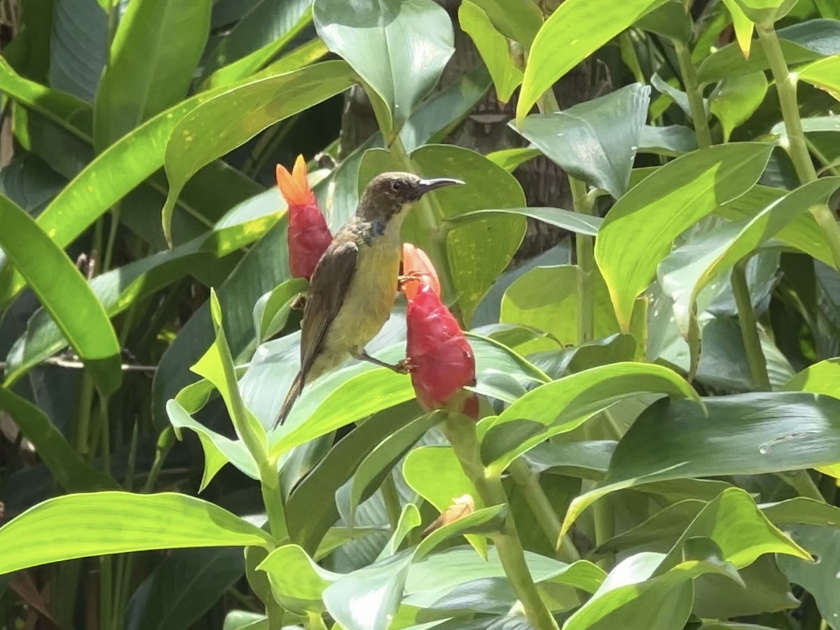 Brown-throated Sunbird - Anonymous