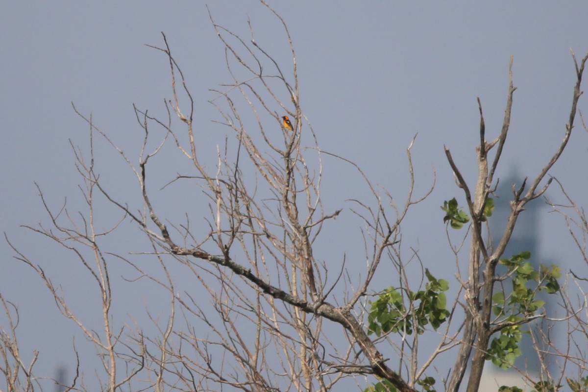 Hooded Oriole - ML619389107