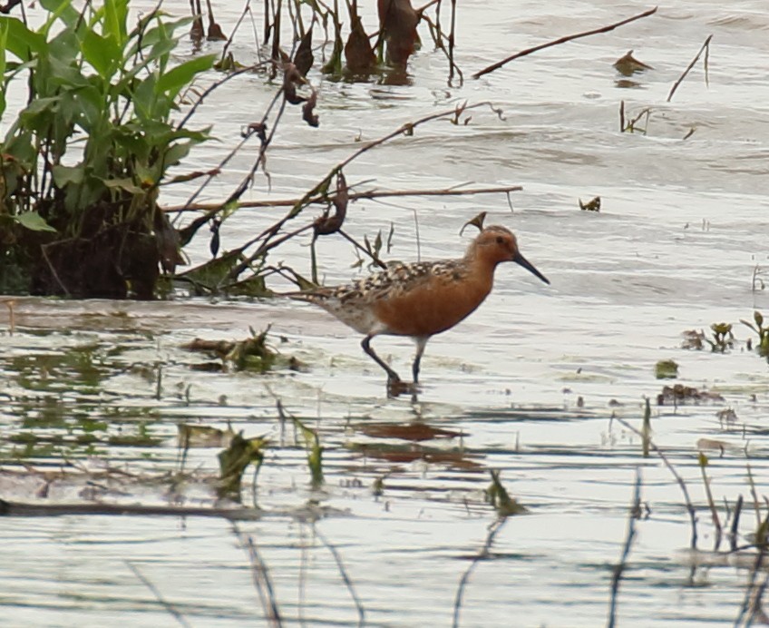 Red Knot - Mark E Land