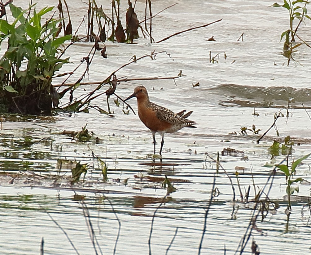 Red Knot - Mark E Land