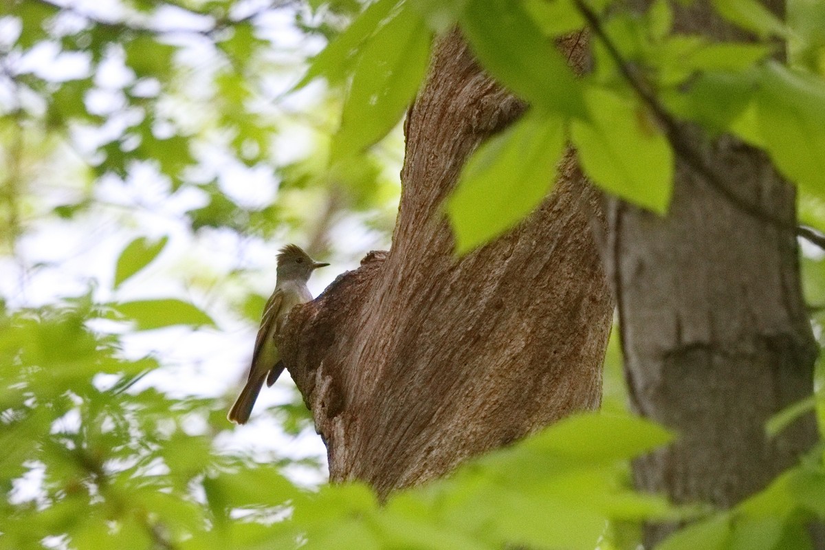 Great Crested Flycatcher - Shawn Miller