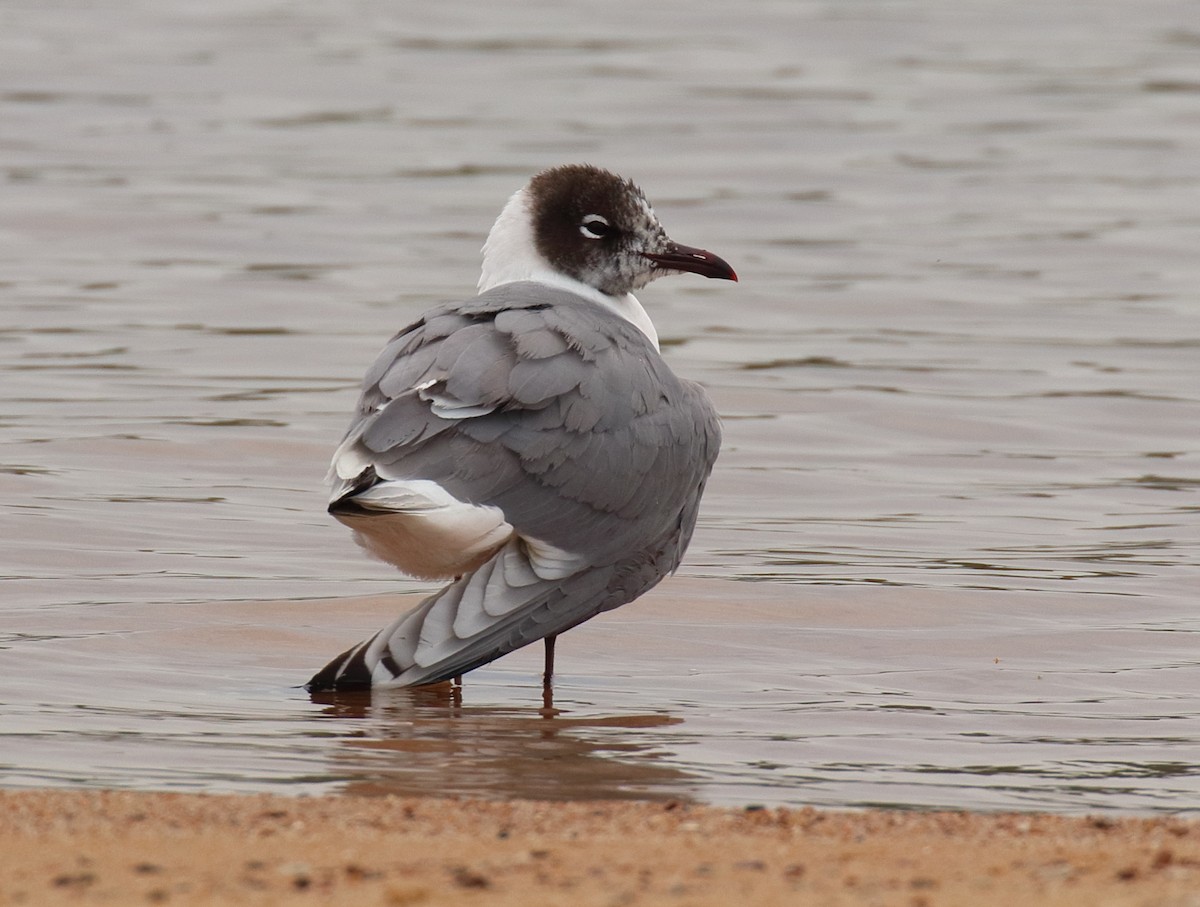 Franklin's Gull - ML619389134