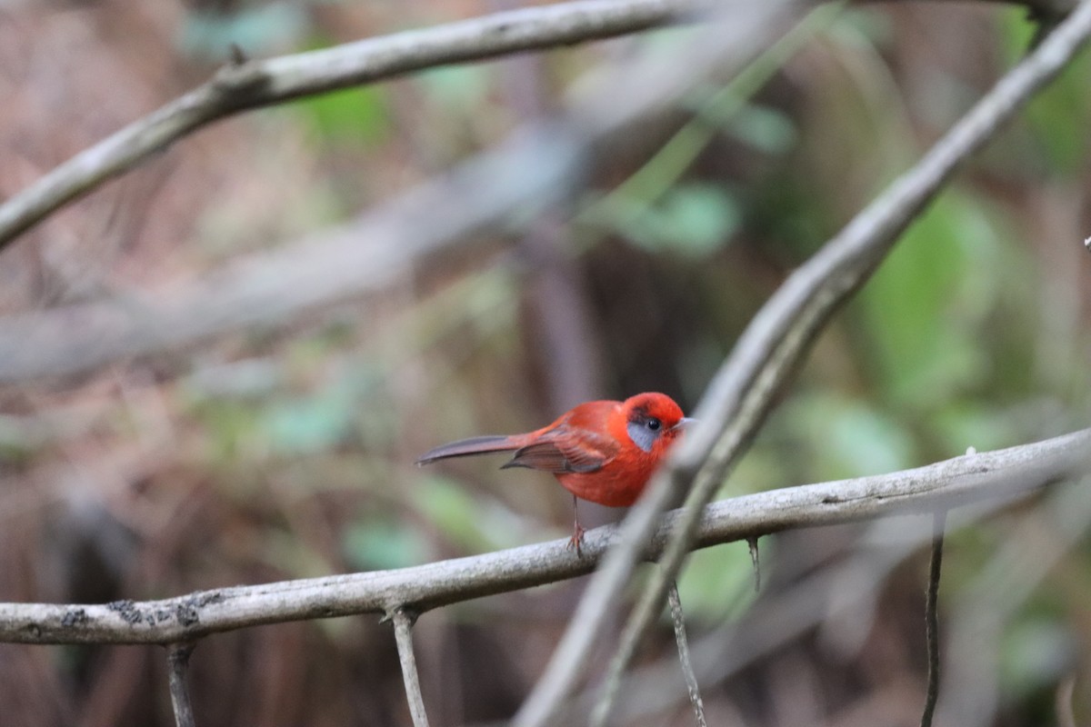 Red Warbler (Gray-cheeked) - Javier Cruz Nieto