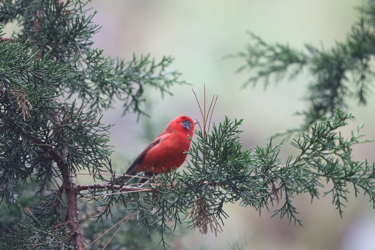 Red Warbler (Gray-cheeked) - Javier Cruz Nieto