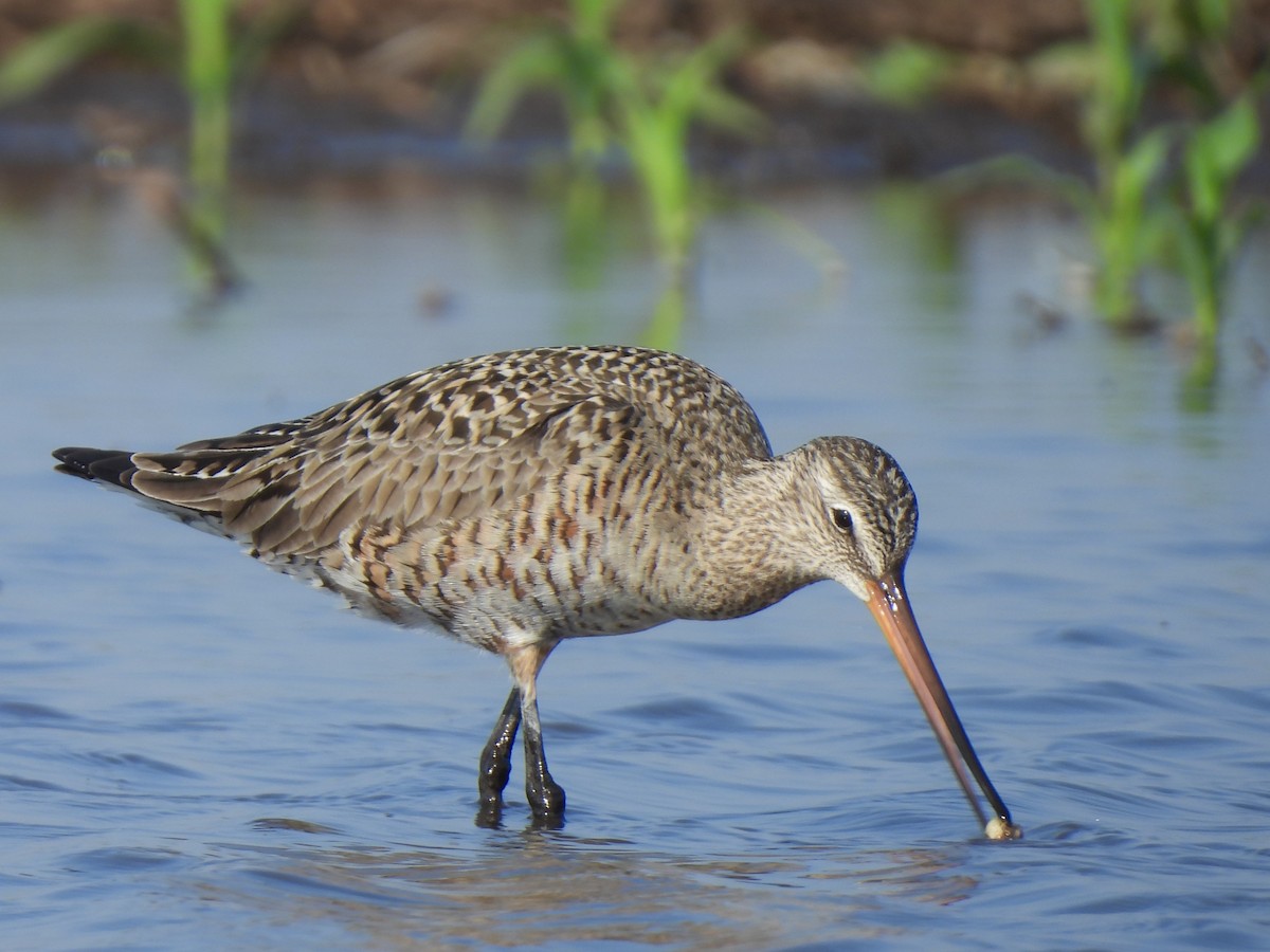 Hudsonian Godwit - Andrew Whetten