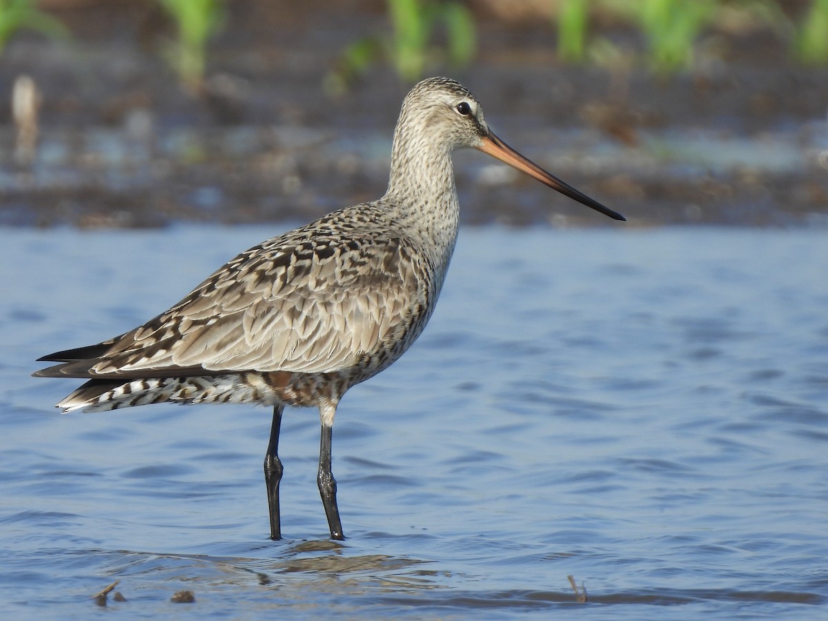 Hudsonian Godwit - Andrew Whetten