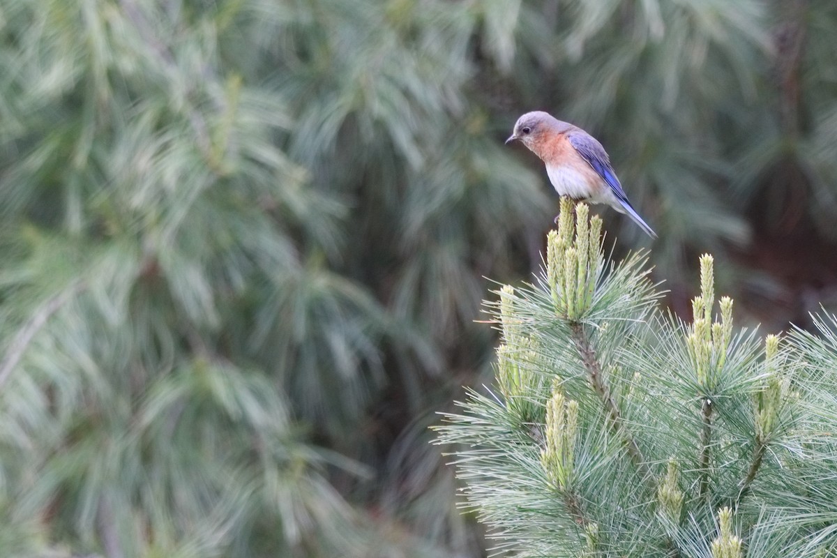 Eastern Bluebird - Shawn Miller