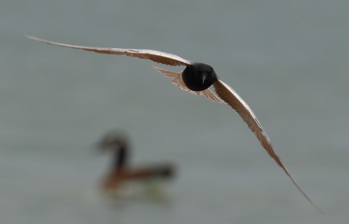 Black Tern - Mark E Land
