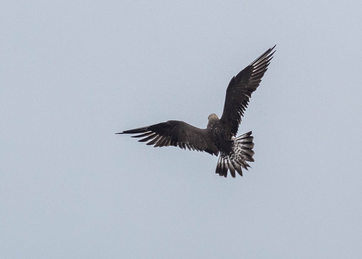 Long-tailed Jaeger - ML619389165