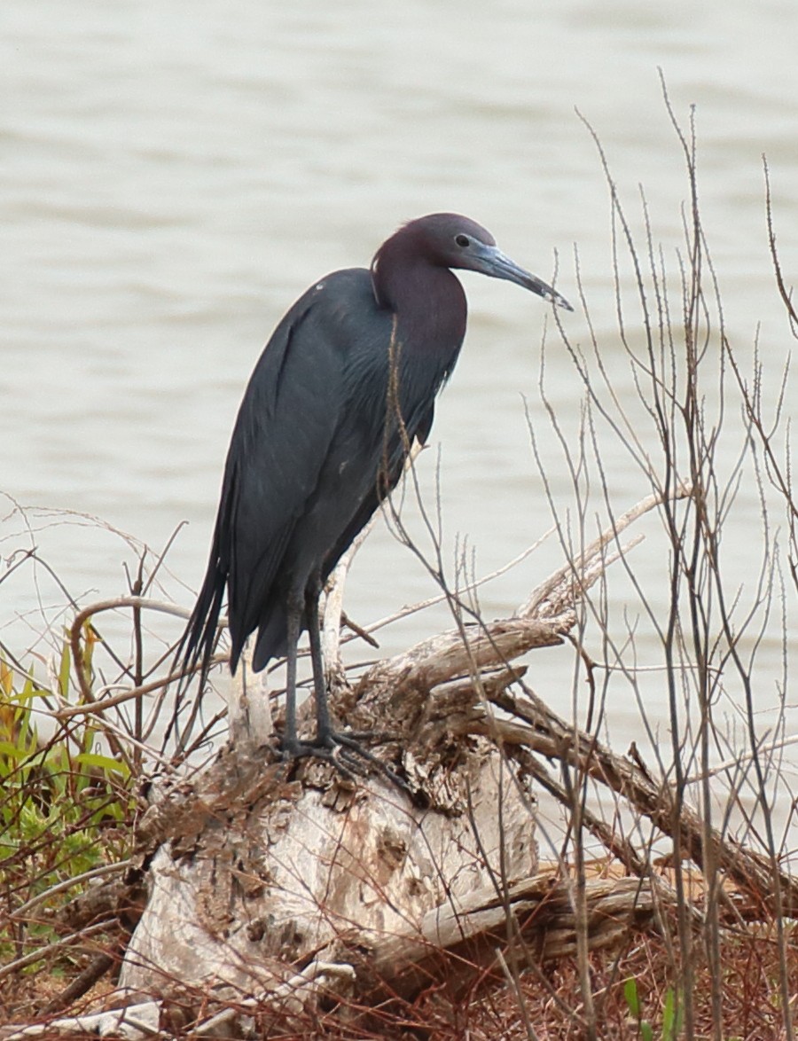 Little Blue Heron - Mark E Land