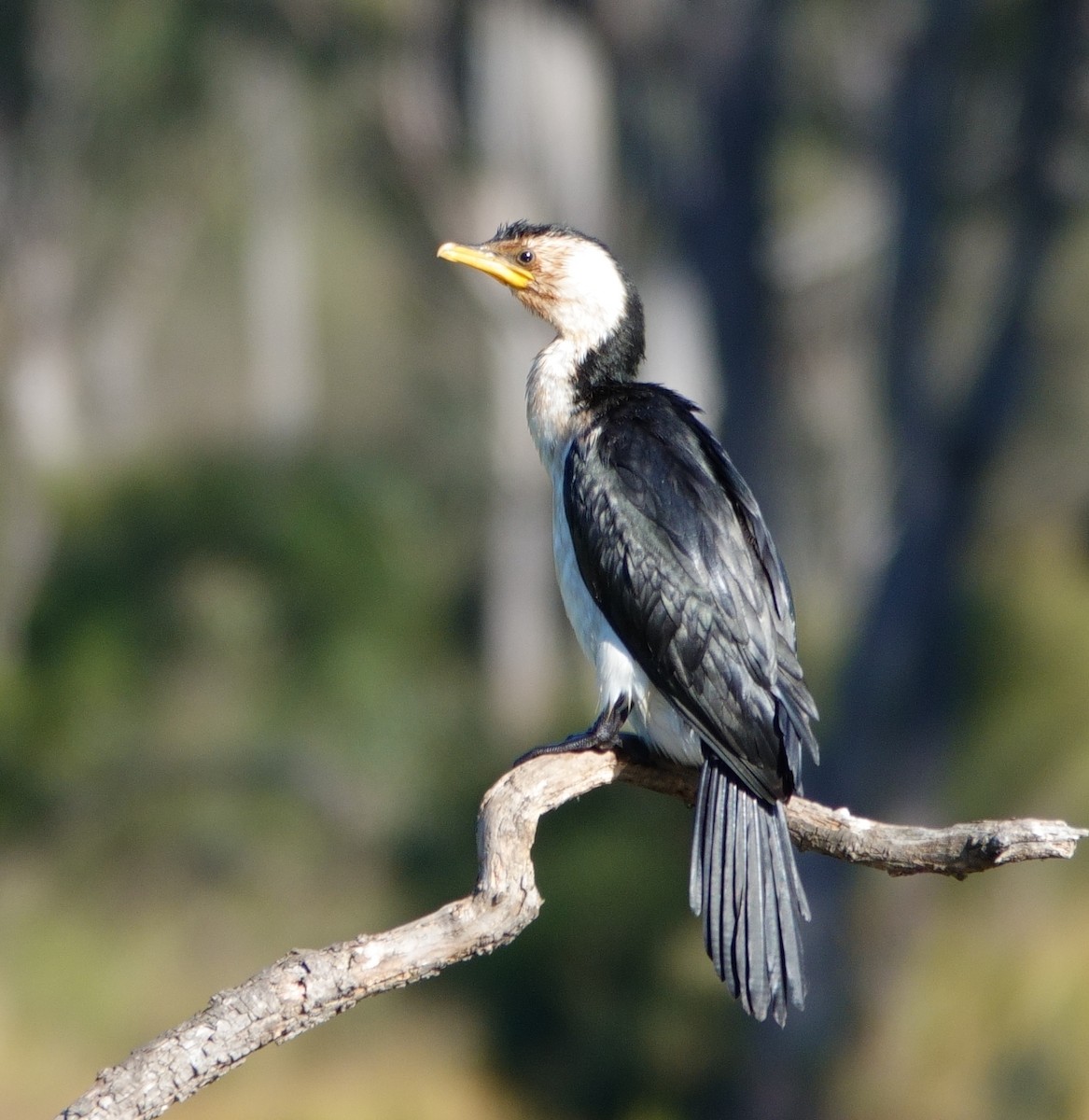 Little Pied Cormorant - Norm Clayton