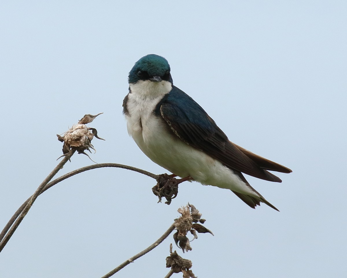 Tree Swallow - Mark E Land