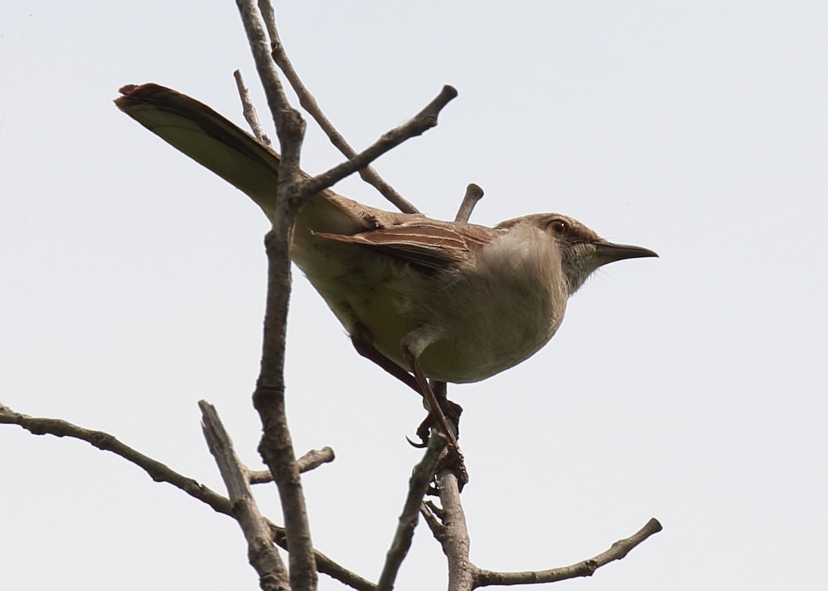 Northern Mockingbird - Mark E Land