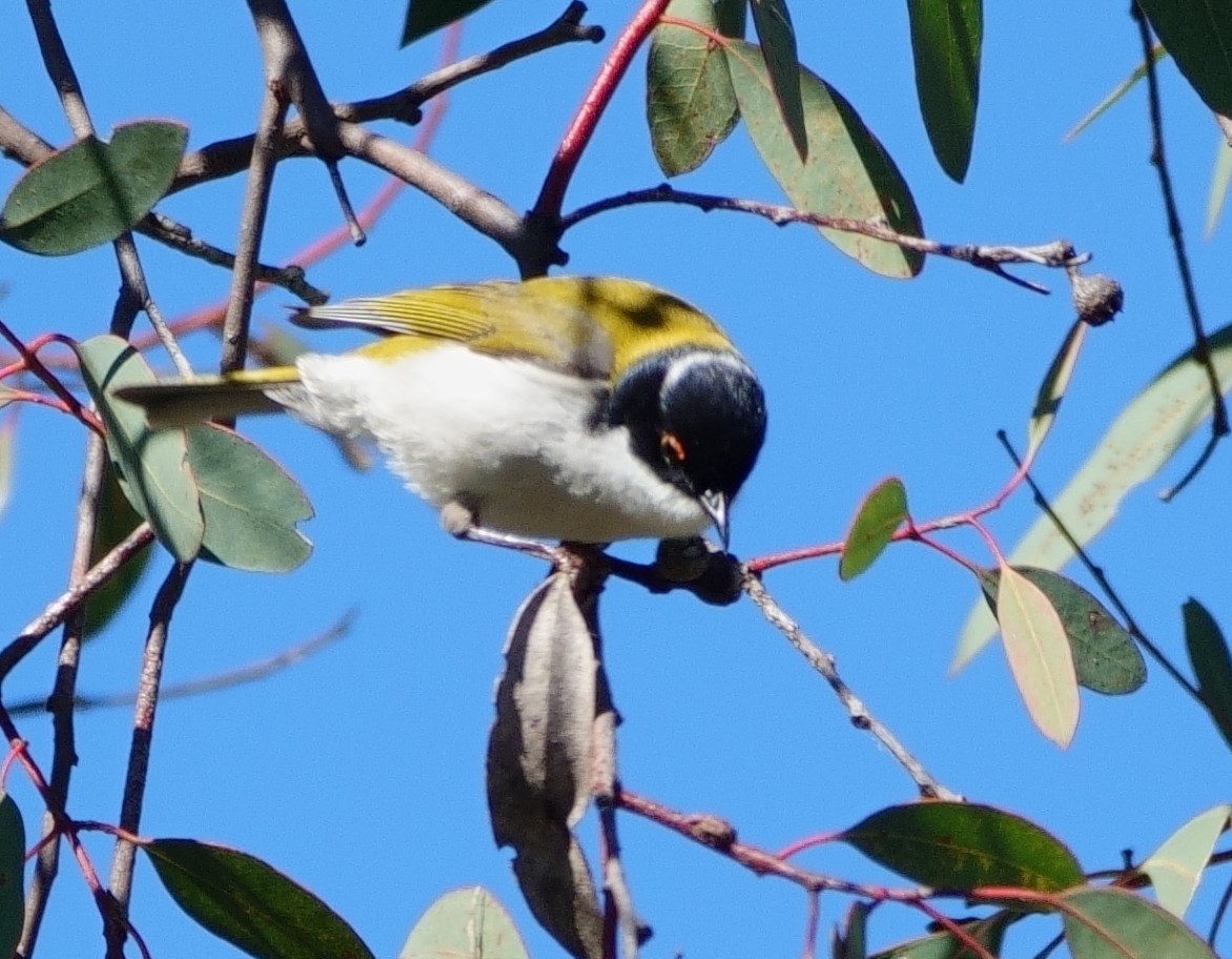 White-naped Honeyeater - ML619389213