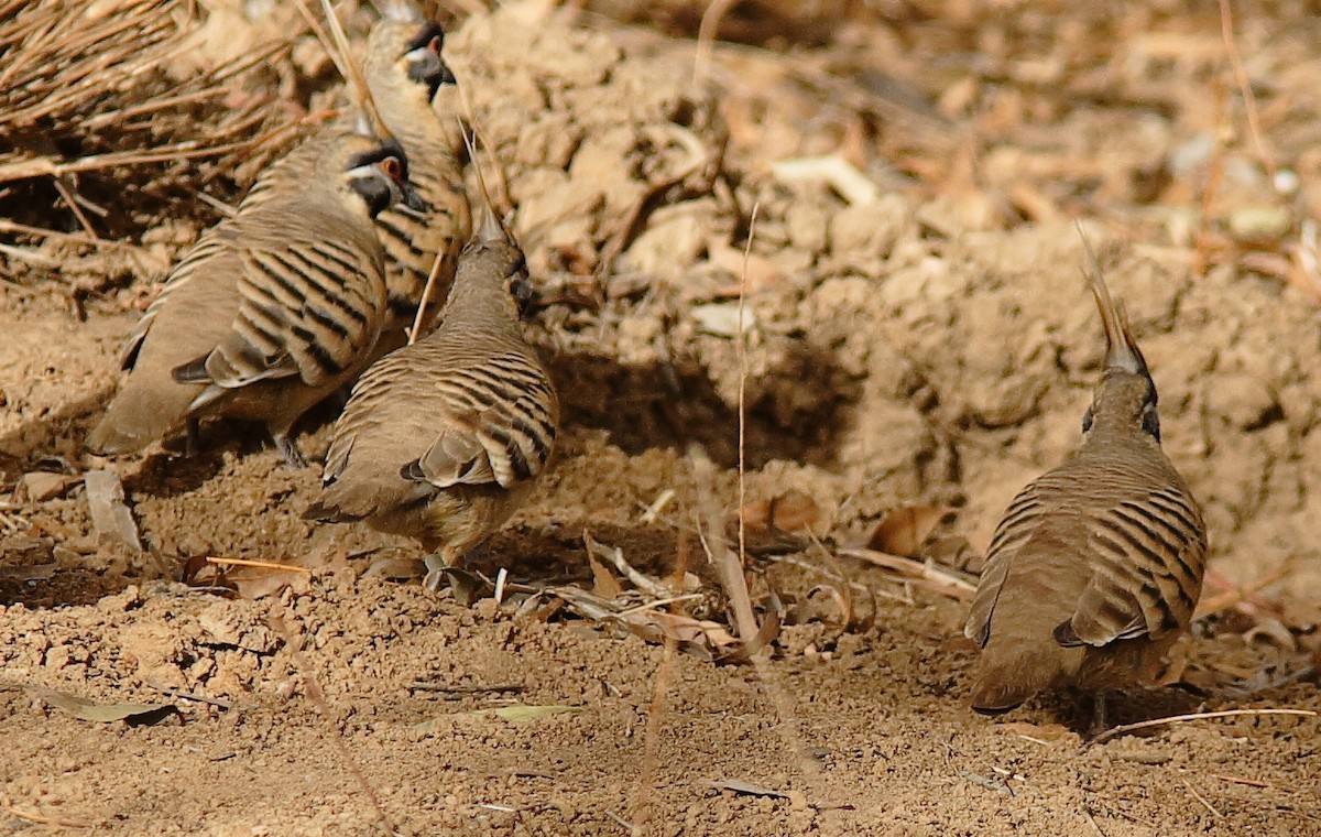 Spinifex Pigeon - ML619389216