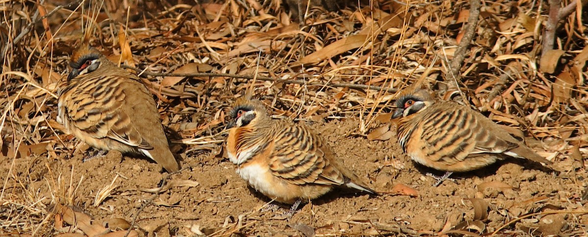 Spinifex Pigeon - ML619389217