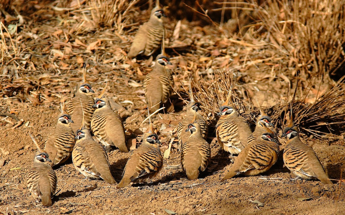 Spinifex Pigeon - ML619389218